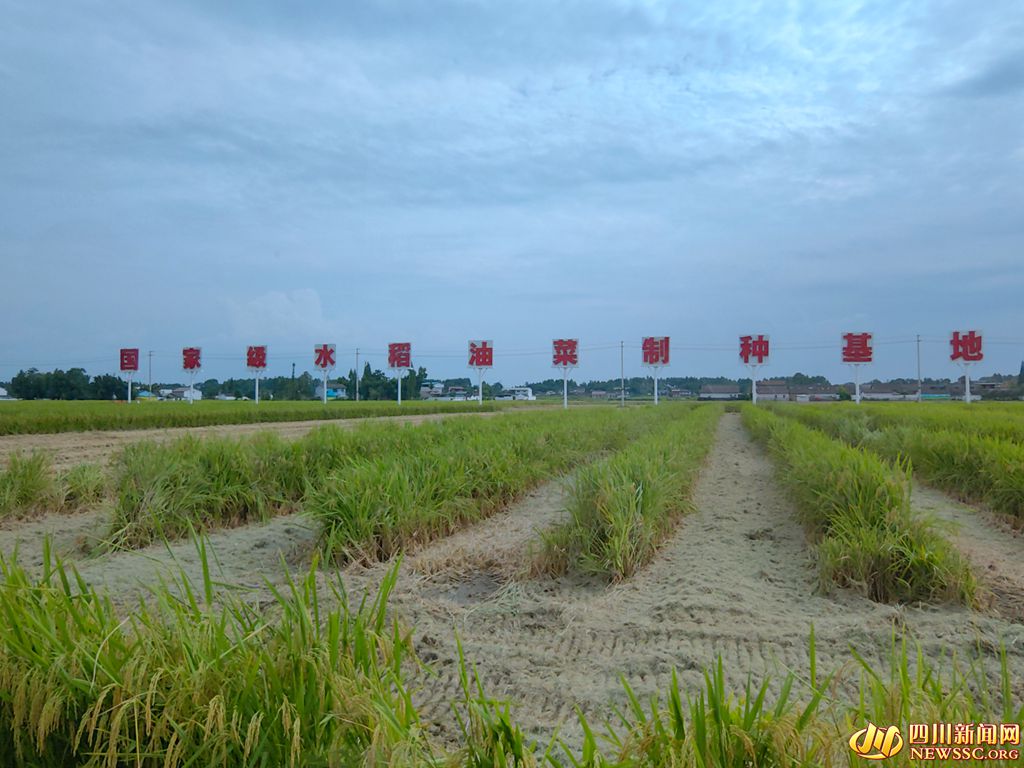 位于羅江區的國家級水稻油菜這種基地_副本.jpg