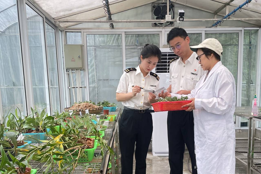 海關工作人員在對種苗進行查驗（成都海關供圖）_副本.jpg