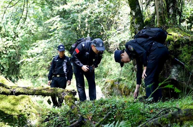 雅安公安”熊貓警察“在林區搜尋有沒有不法分子布設的獵夾、獵套.jpg